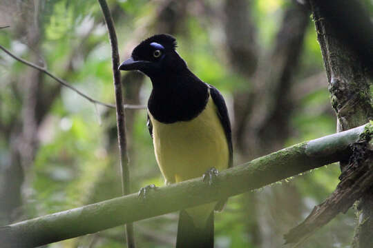 Image of Plush-crested Jay