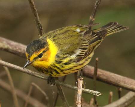 Image of Cape May Warbler