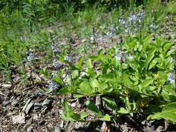 Image of Health Speedwell