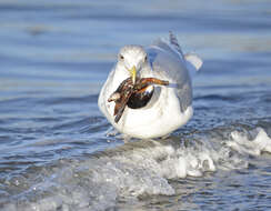 Image of Glaucous-winged Gull