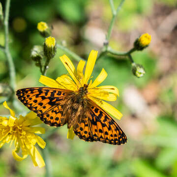 Image of Boloria euphrosyne