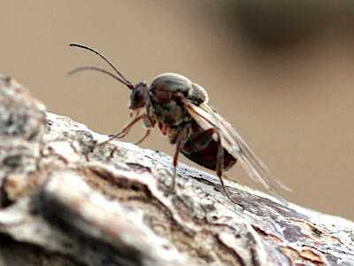 Image of Oak Rough Bulletgall Wasp