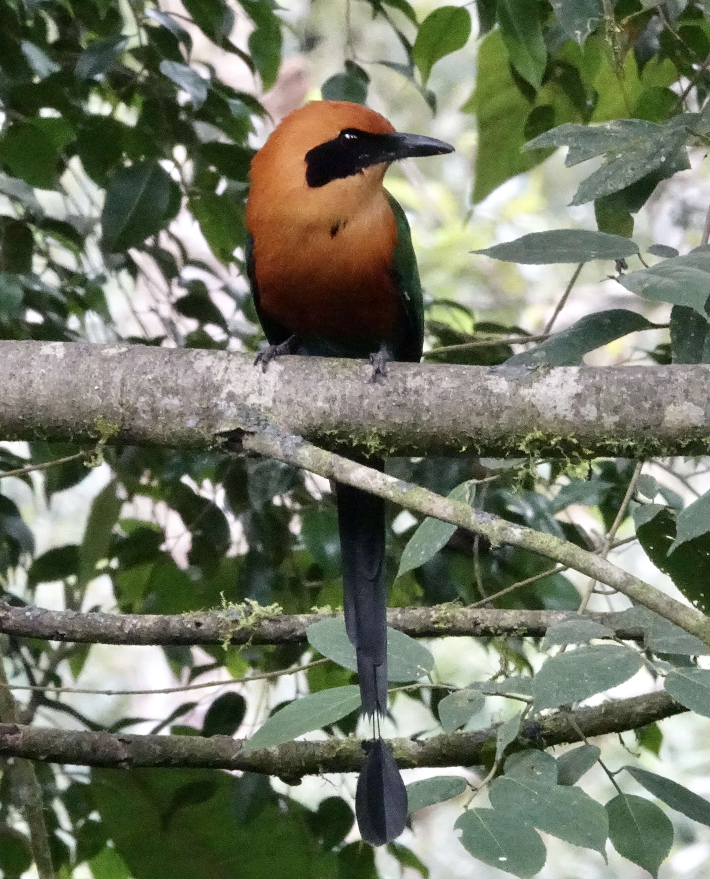 Image of Rufous Motmot