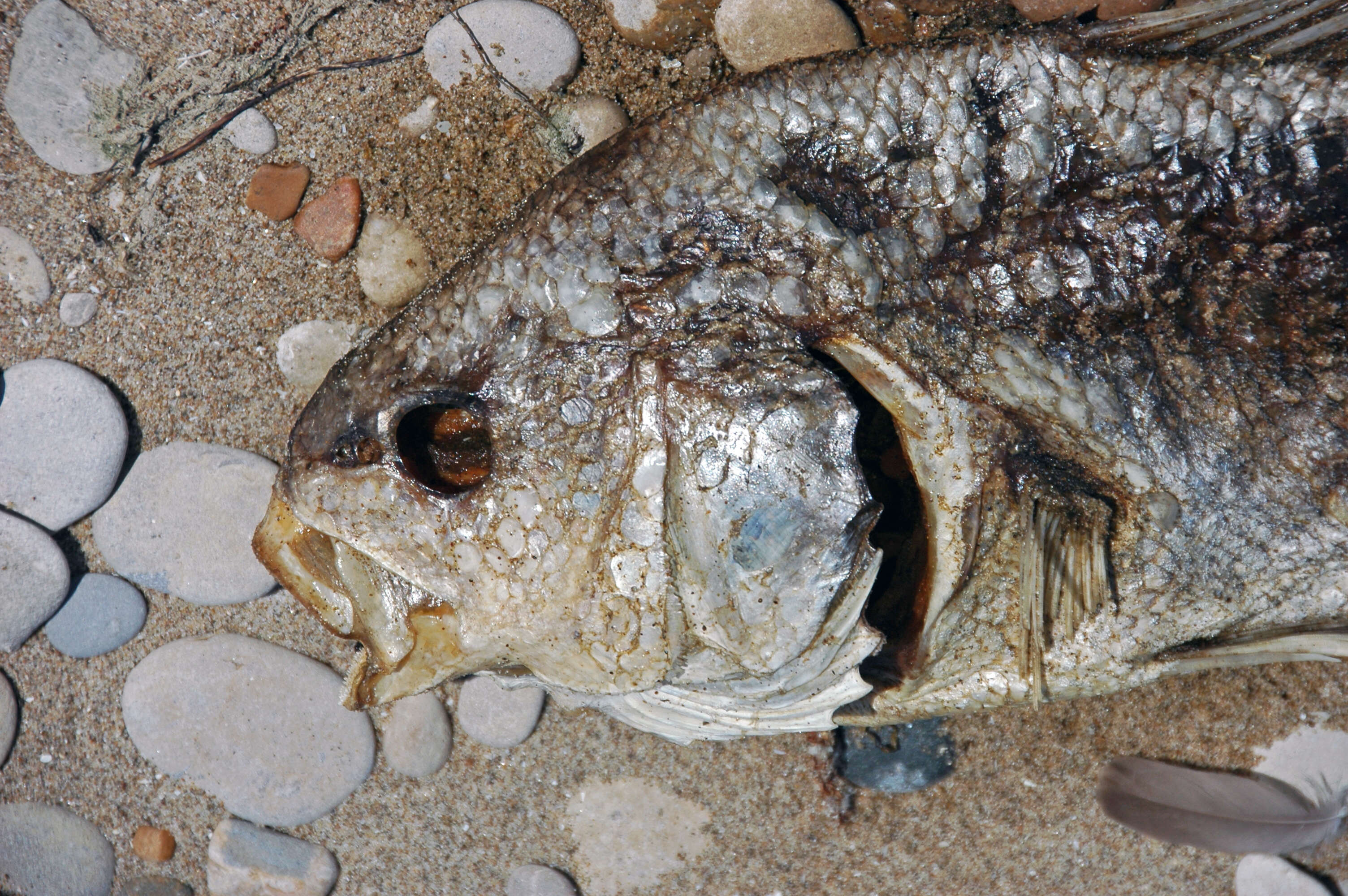 Image of Walleye