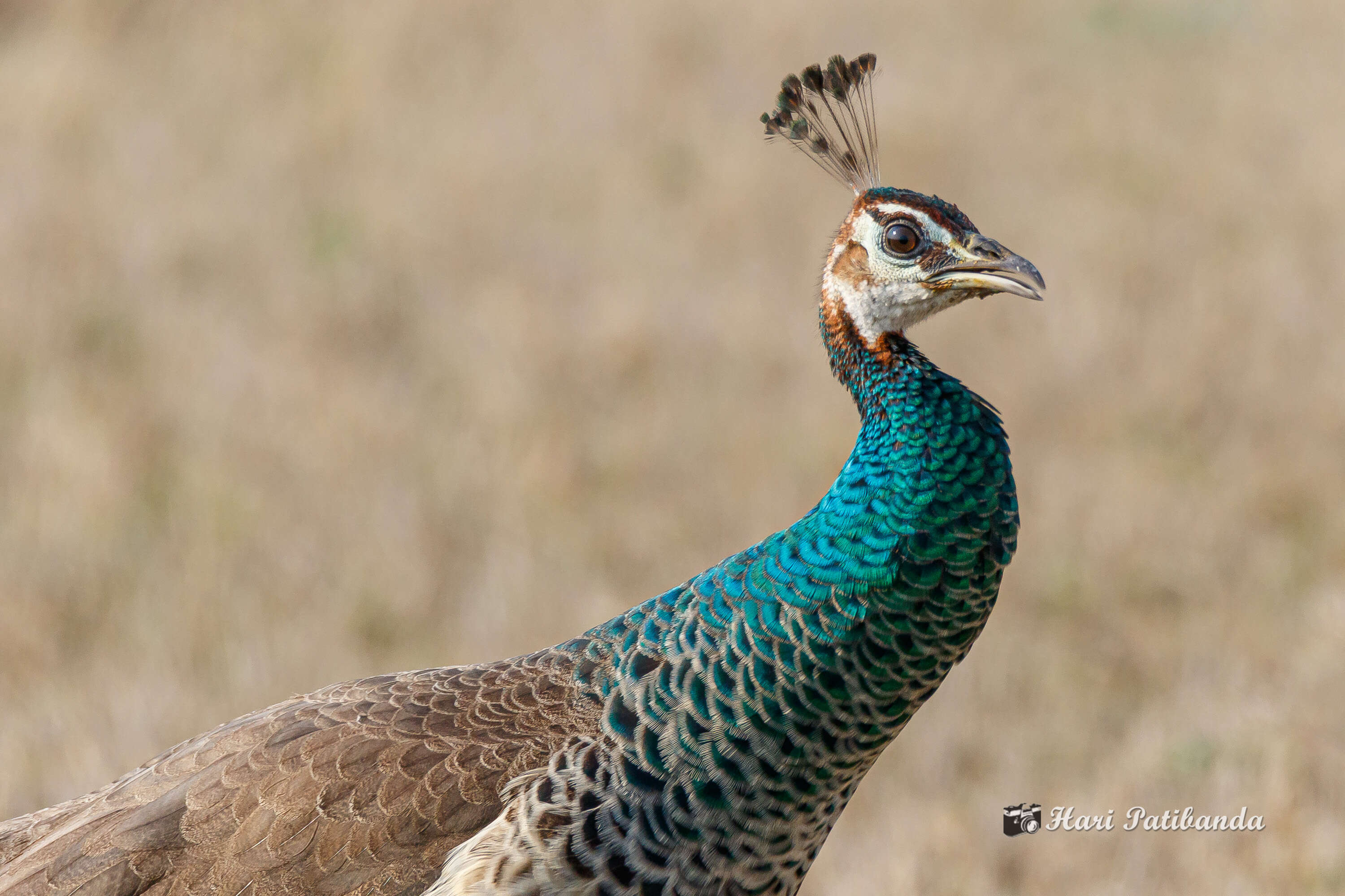 Image of Asiatic peafowl