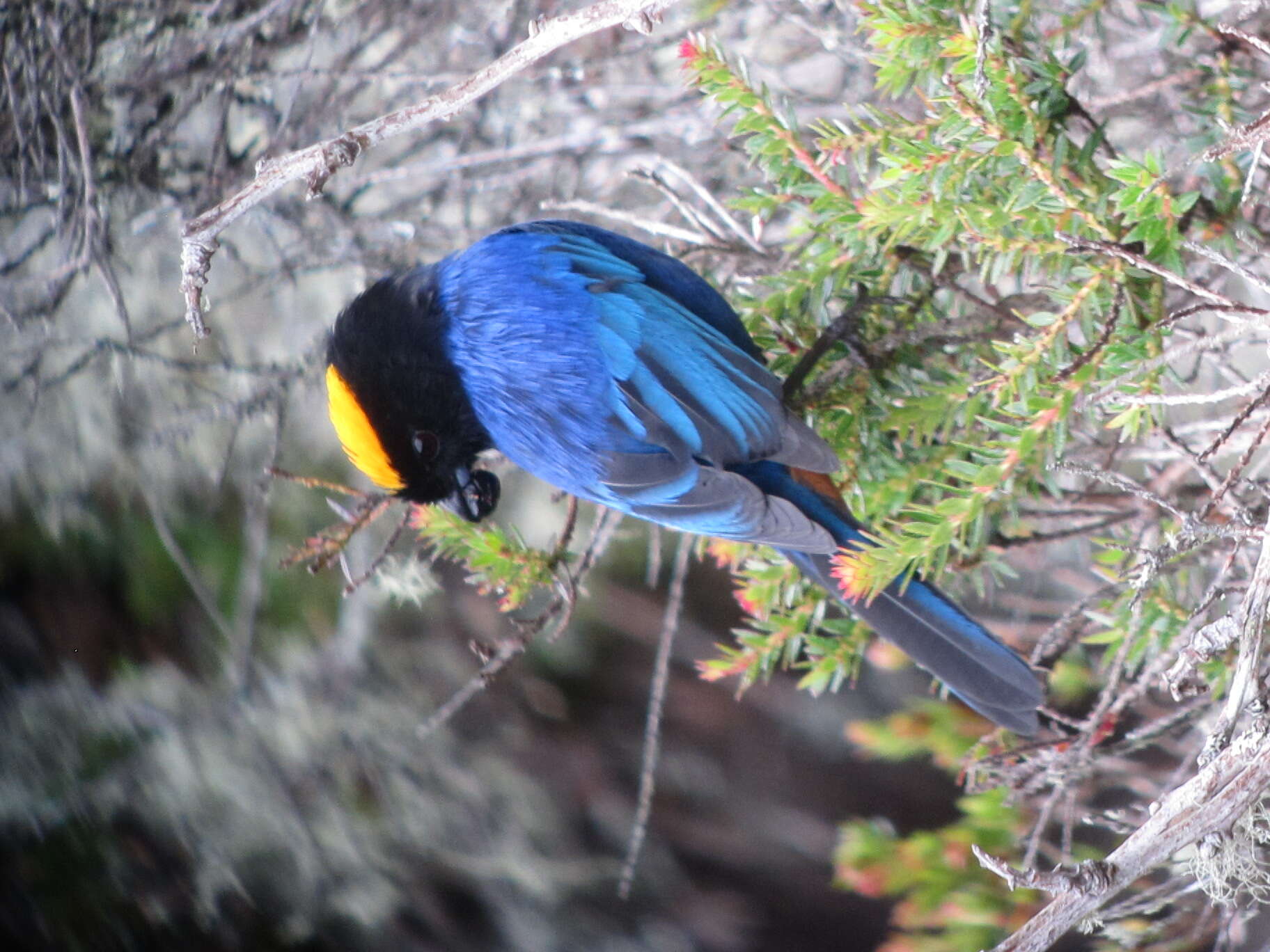 Imagem de Iridosornis rufivertex (Lafresnaye 1842)