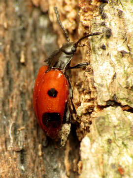 Image of Endomychus biguttatus Say 1824