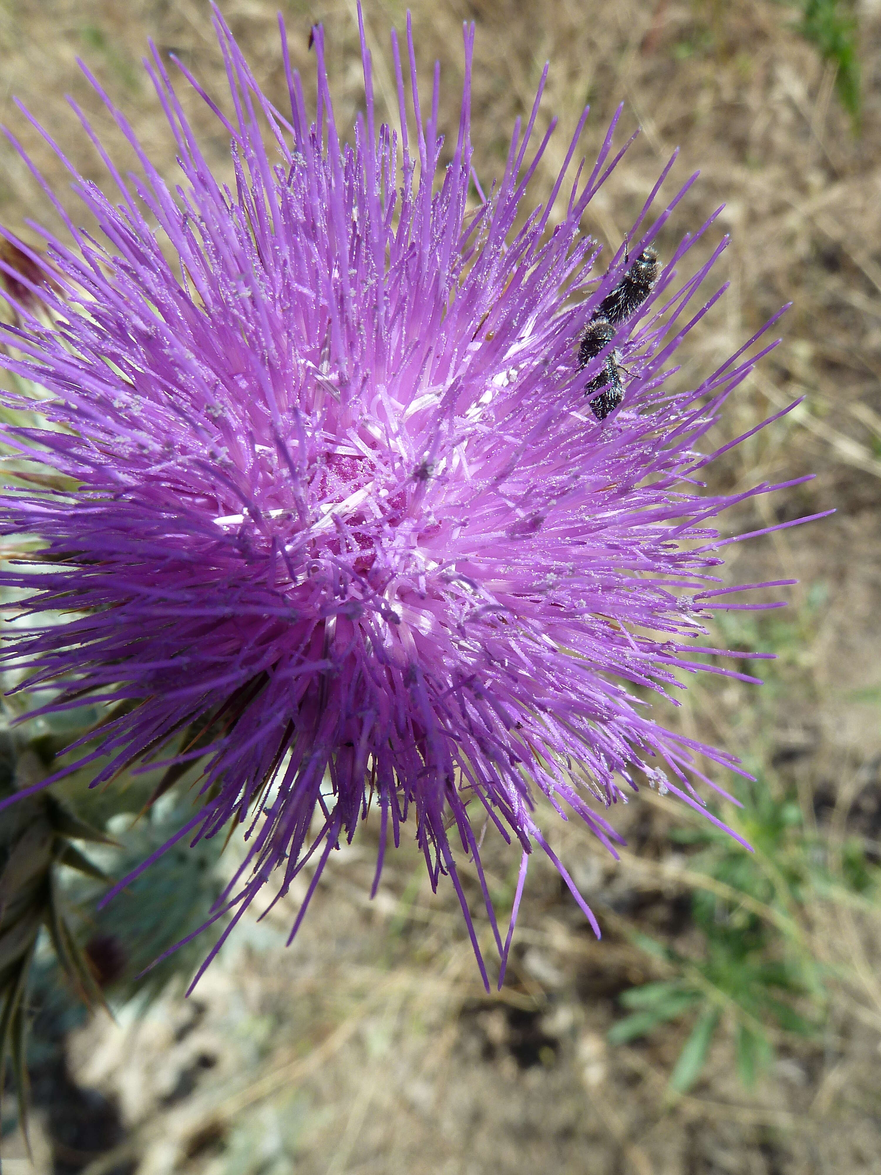 Image of Moor's Cotton Thistle