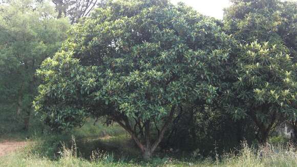 Image of loquat