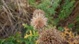 Image of tall globethistle