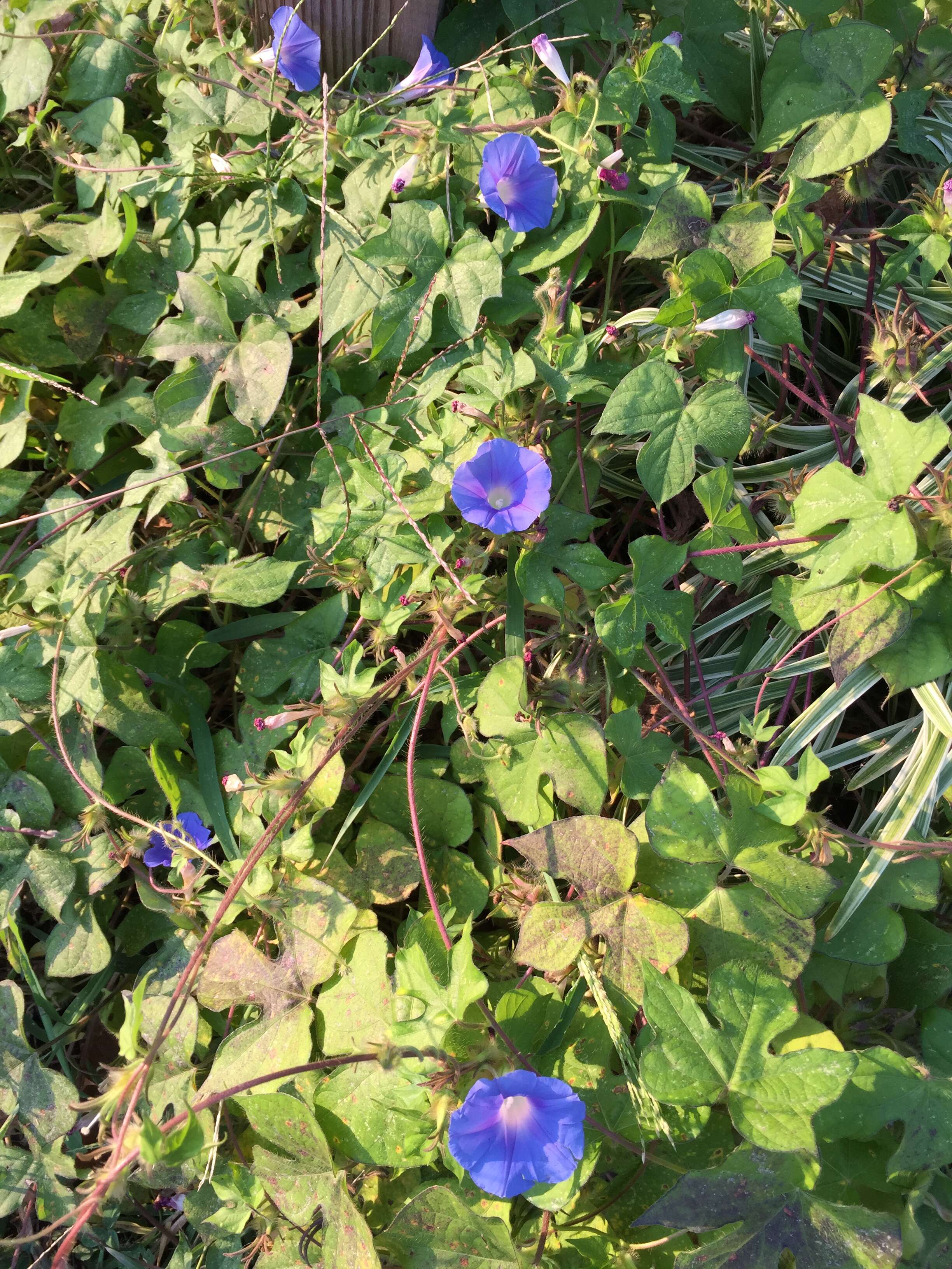 Image of Ivyleaf morning-glory