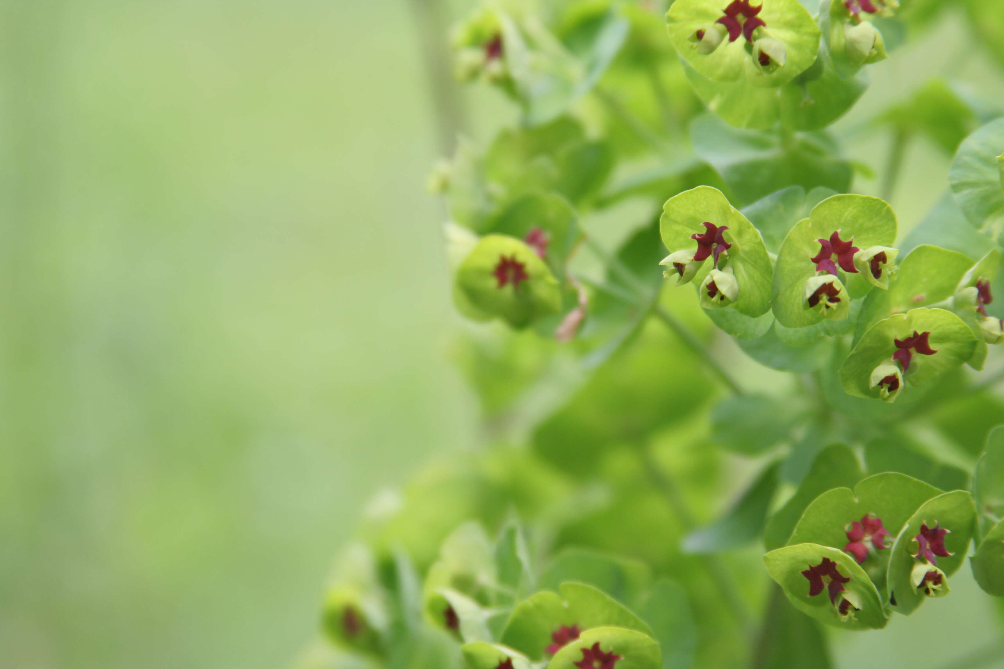 Image of Euphorbia martini Rouy