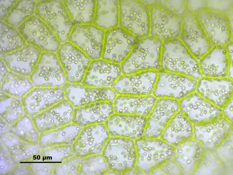 Image of Fossombronia wondraczekii (Corda) Dumort. ex Lindb.