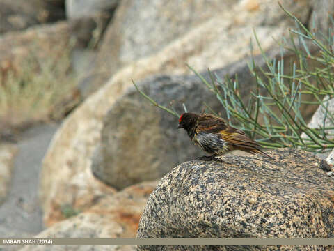 Image of Fire-fronted Serin