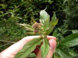 Image of hemp agrimony