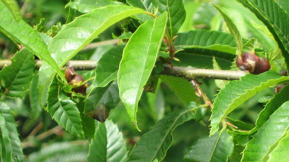 Image of Asian chestnut gall wasp