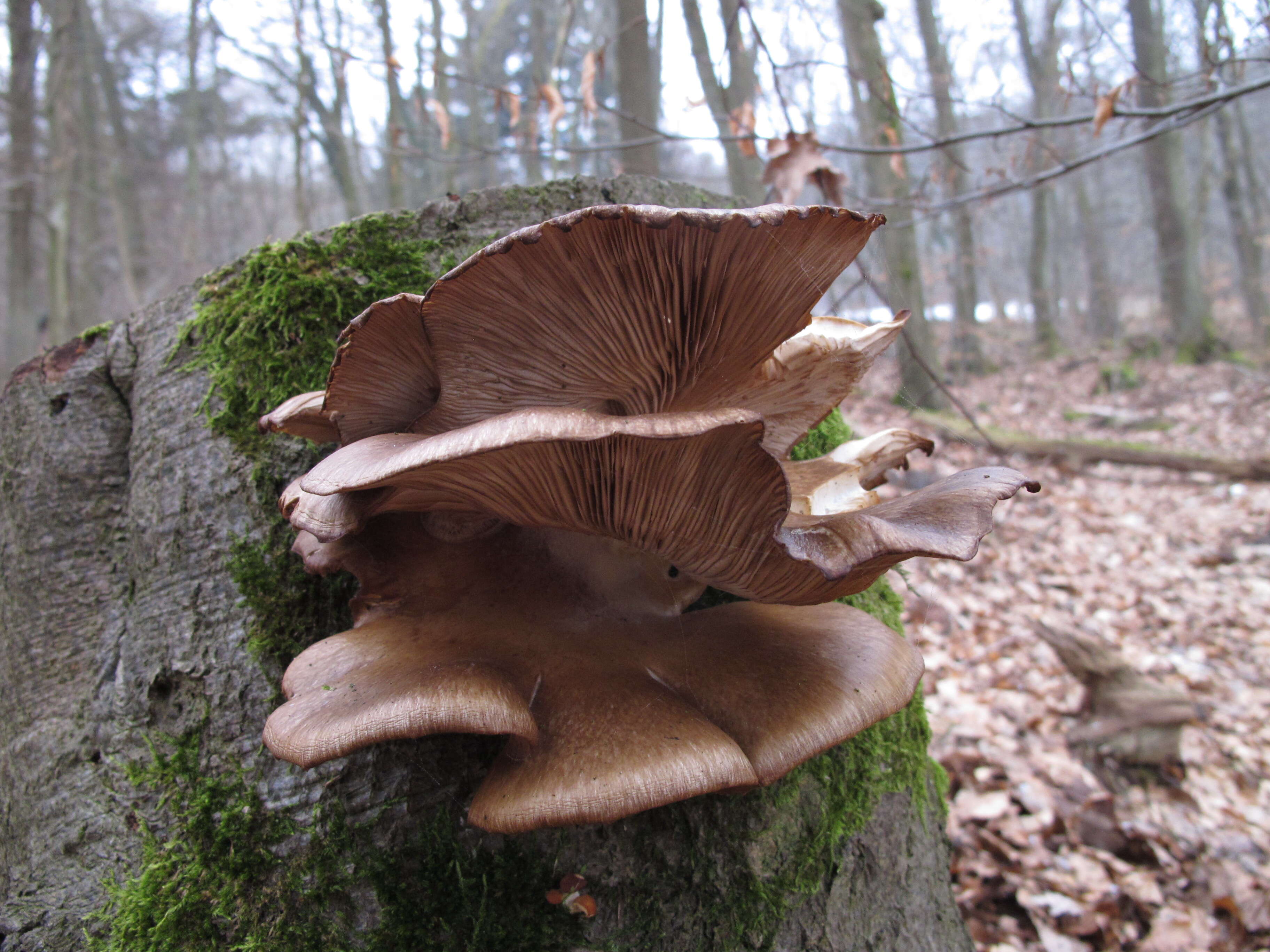 Image of Pleurotus