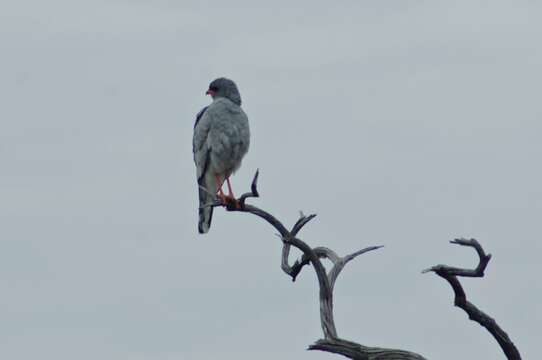 Image of Pale Chanting Goshawk