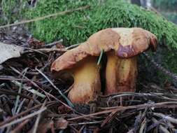 Image of Buchwaldoboletus lignicola (Kallenb.) Pilát 1969