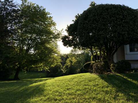 Image of Red Maple