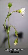 Image of purging flax, fairy flax