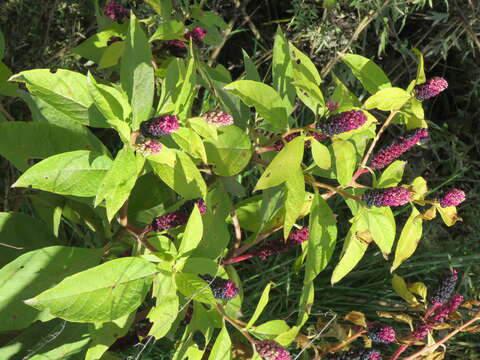 Image of Phytolacca acinosa Roxb.