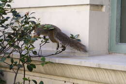 Image of Sciurus subgen. Sciurus Linnaeus 1758