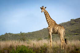 Image of Giraffe