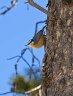 Image of Red-breasted Nuthatch