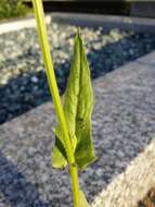 Image of smallflower hawksbeard