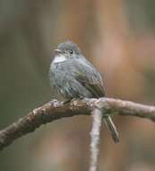 Image of White-throated Pewee