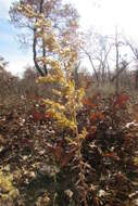 Image of calico aster