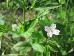 Image of Broad-leaved Willowherb