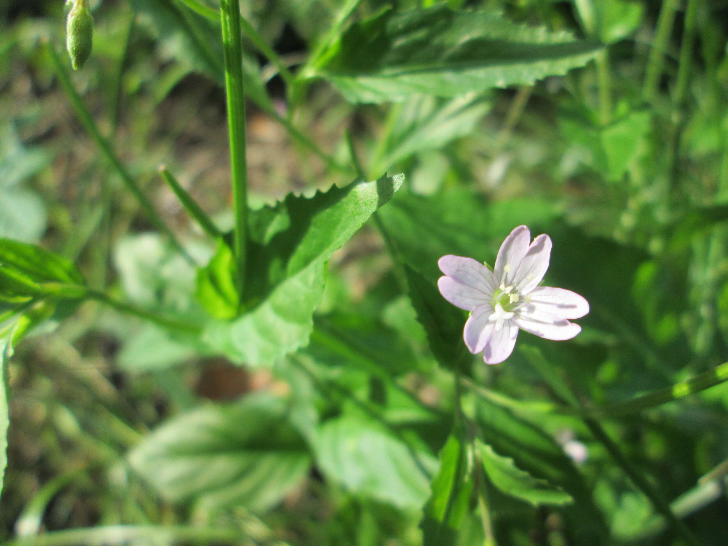 Epilobium montanum L. resmi