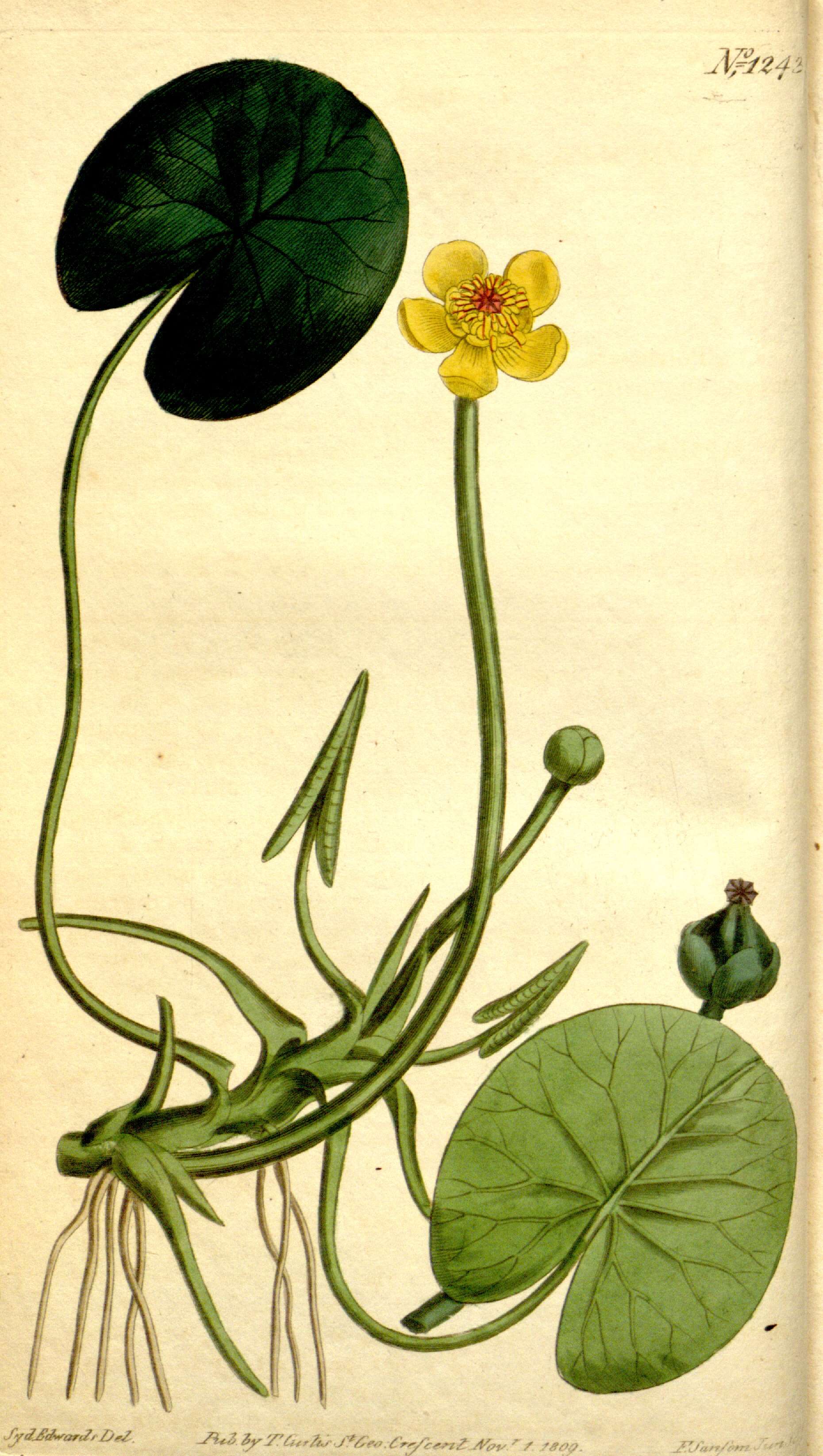 Plancia ëd Nuphar microphylla (Pers.) Fern.