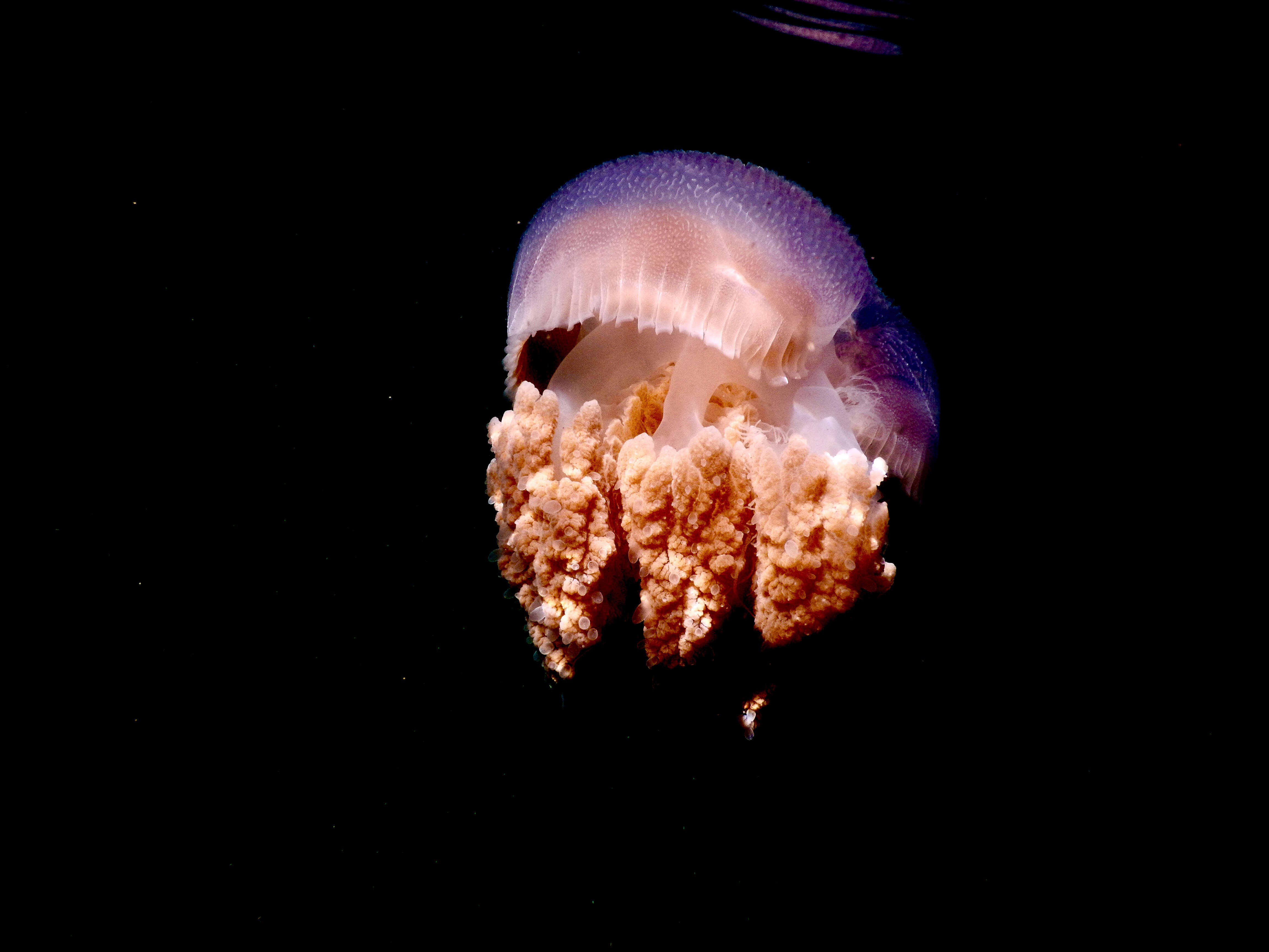 Image of Jelly Blubber