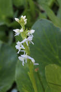 Image of Tall white bog orchid