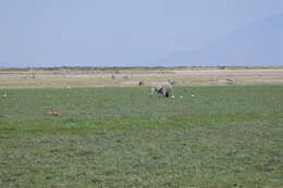 Image of Bohor Reedbuck