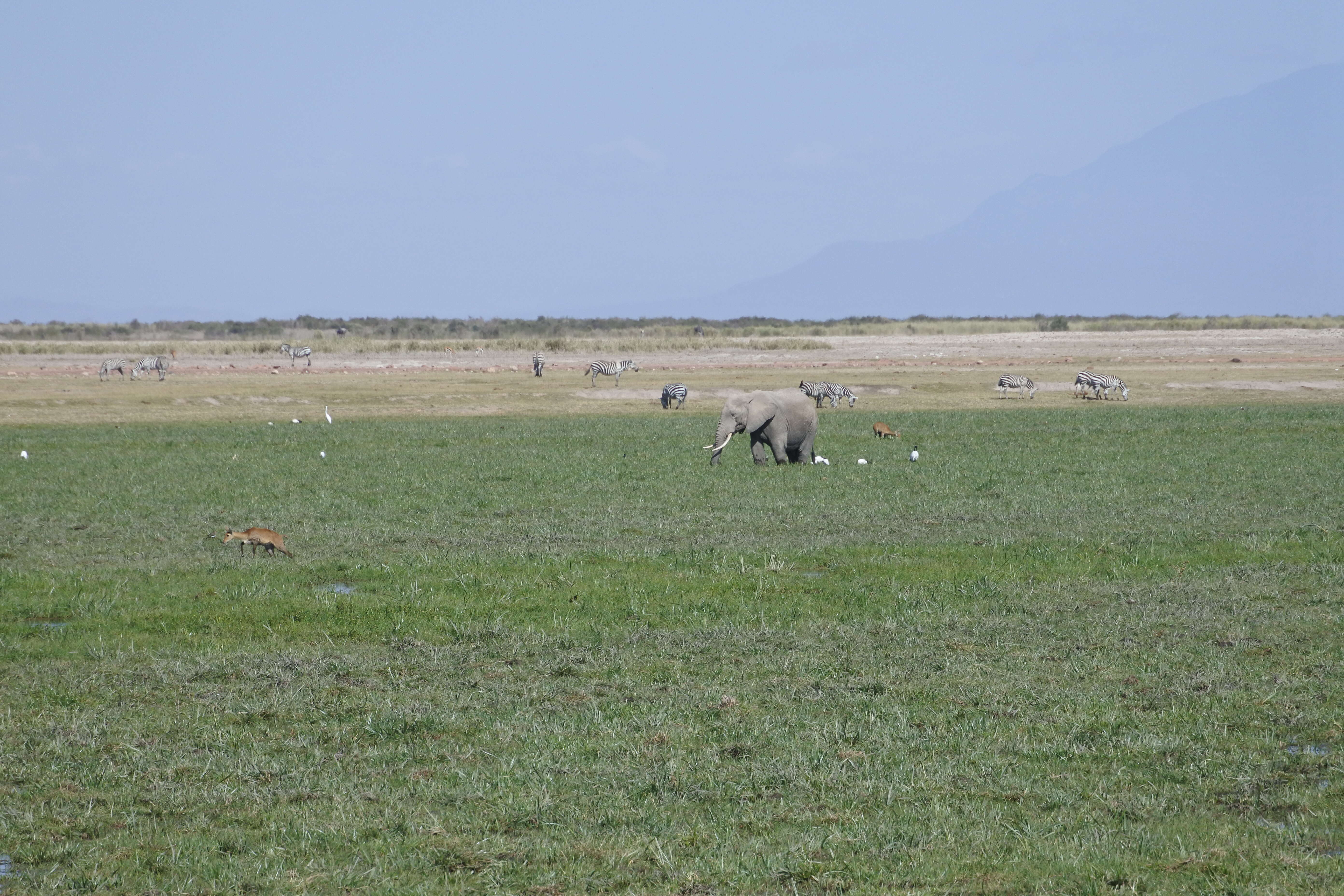 Image of Bohor Reedbuck