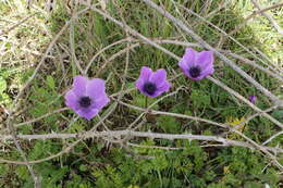 Imagem de Anemone coronaria L.