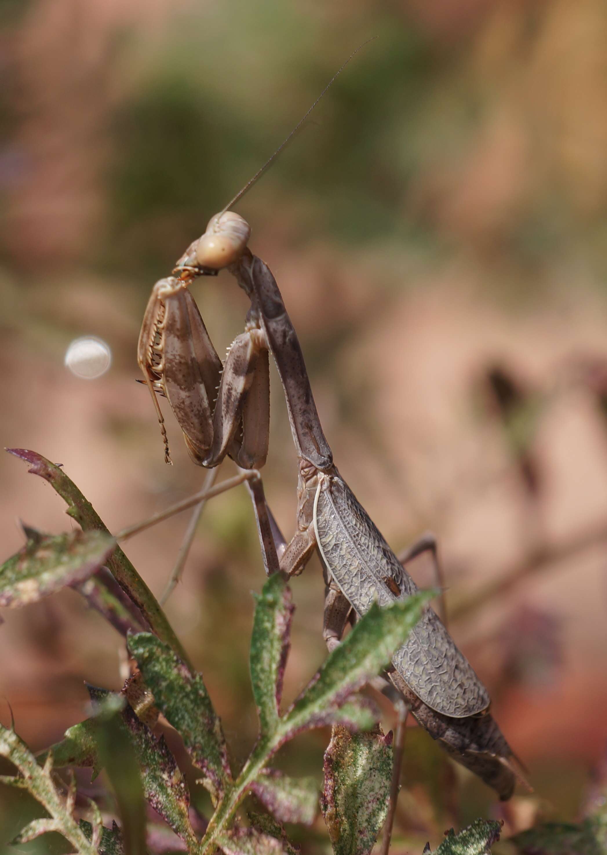 Image of Stagmomantis