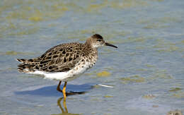 Image of Ruff