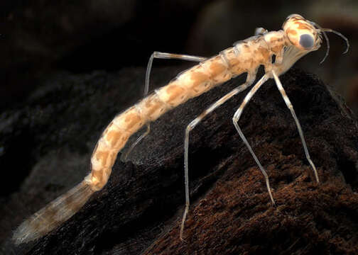 Image of Blue Damselfly