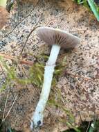 Image of Stropharia caerulea Kreisel 1979