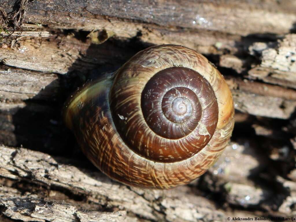 Image of Copse Snail