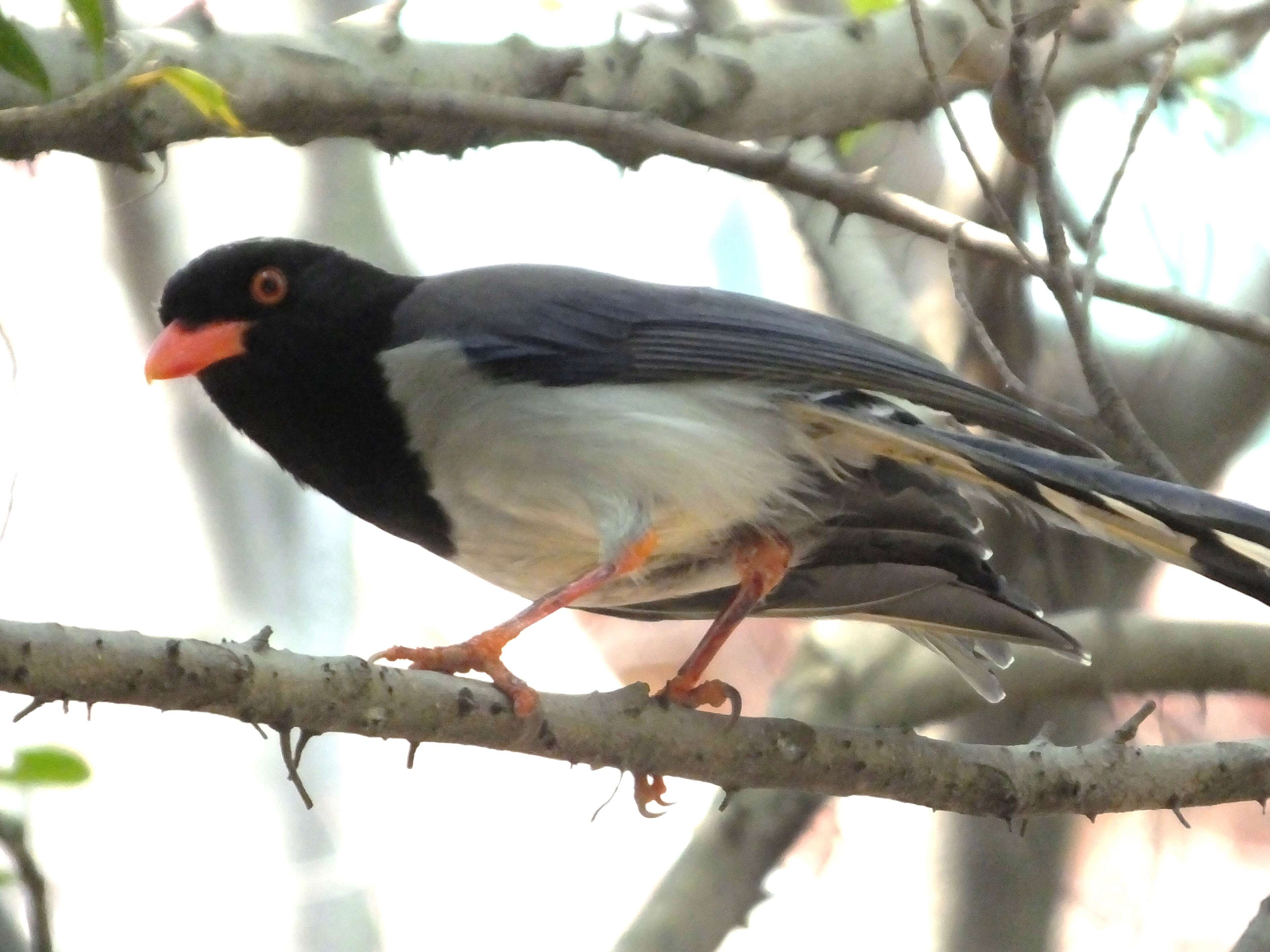 Image of Blue Magpie