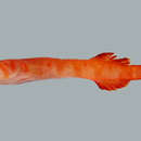 Image of Kuiter's deepsea clingfish