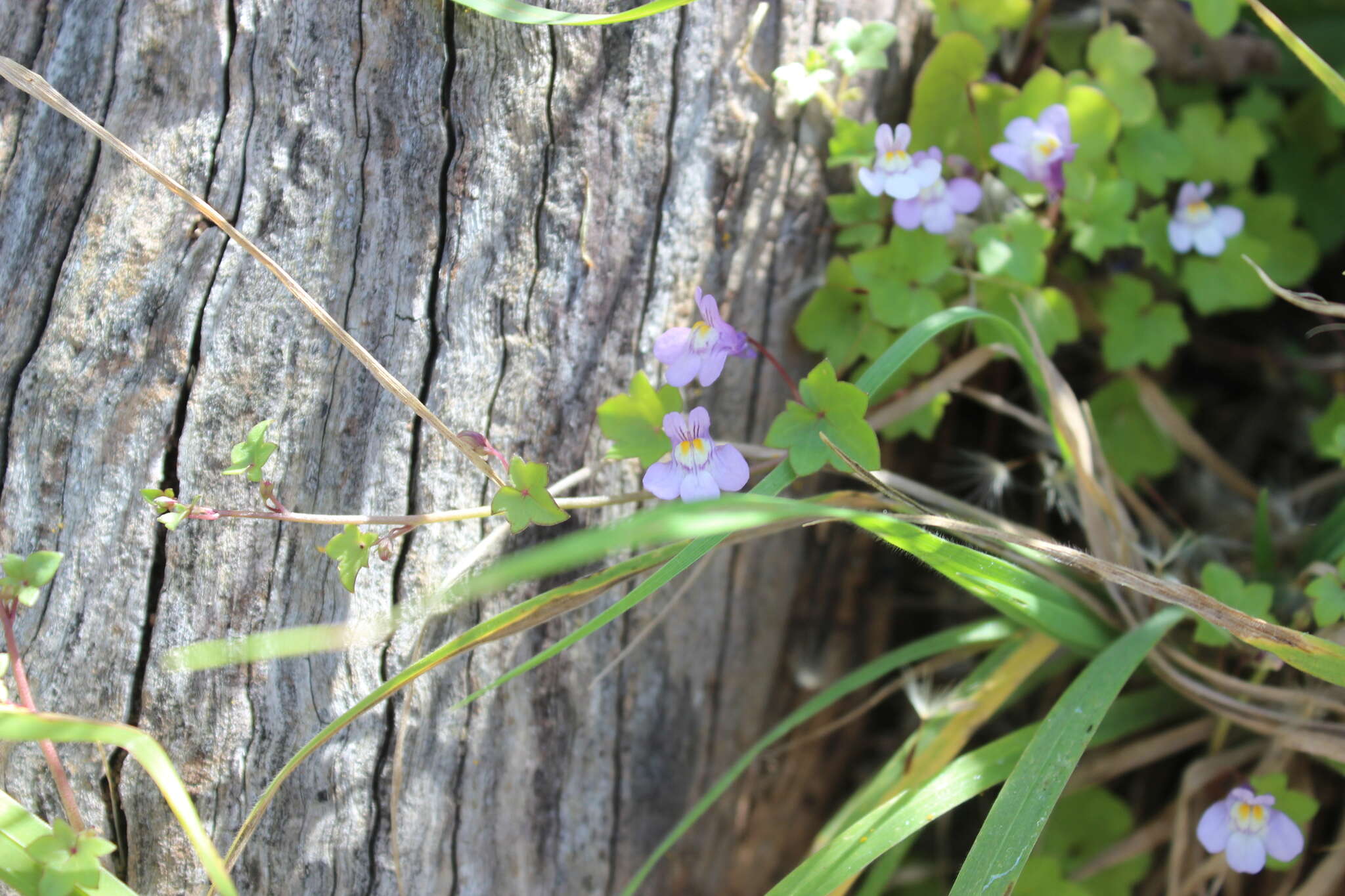 Image of Ivy-leaved Toadflax