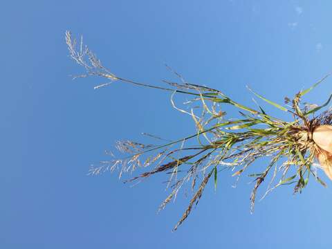 Image of Indian lovegrass