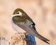 Image of Violet-green Swallow